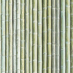 Galerie Wallcoverings Product Code G67941 - Organic Textures Wallpaper Collection - Green Colours - Bamboo Design